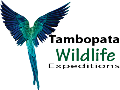 Tambopata Wild Life Peru